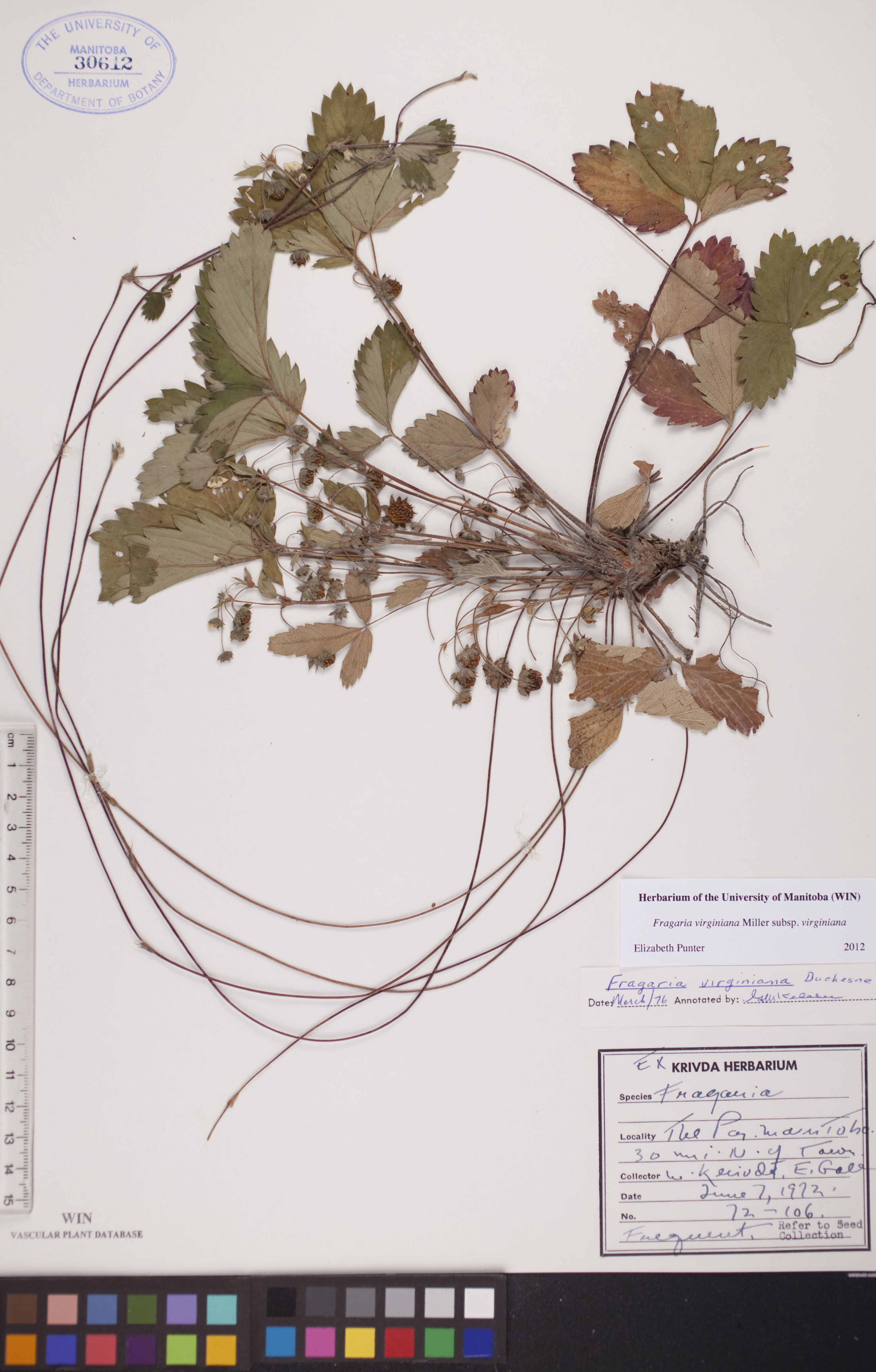 Fragaria virginiana subsp. virginiana image